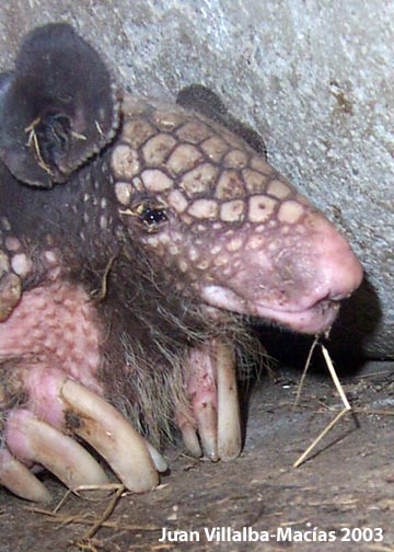 Greater naked-tailed armadillo