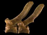 Nine-banded armadillo vertebrae