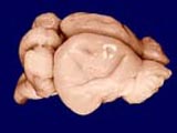 Nine-banded armadillo brain (whole)
