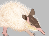 Hairy long-nosed armadillo
