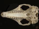 Six-banded armadillo skull