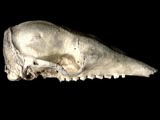 Three-banded armadillo skull