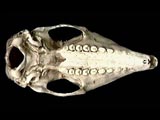 Three-banded armadillo skull
