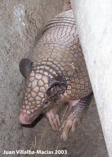Greater naked-tailed armadillo