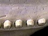 Nine-banded armadillo teeth
