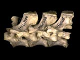 Nine-banded armadillo brain vertebrae