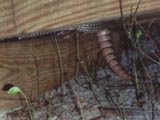 My nine-banded armadillo