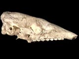Six-banded armadillo skull