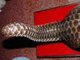 Asian pangolin tail