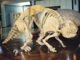 Panocthus skeleton