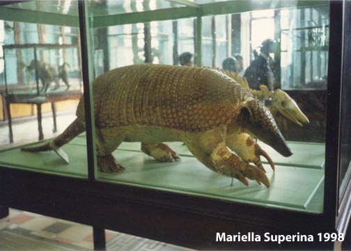 Giant armadillo (museum specimen)