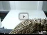 Southern three-banded armadillo eating (YouTube)